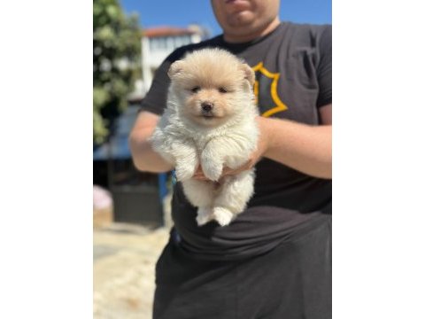 Dişi pomeranian boo yavrusu
