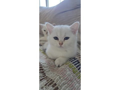 3 aylık british yavrularıma yuva arıyorum