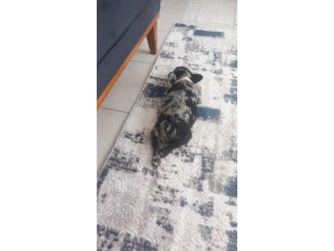 French bulldog merle tan 2,5 aylık erkek