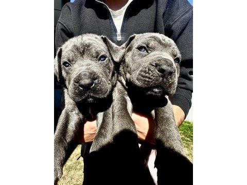 45 günlük canecorso tosun yabivrular