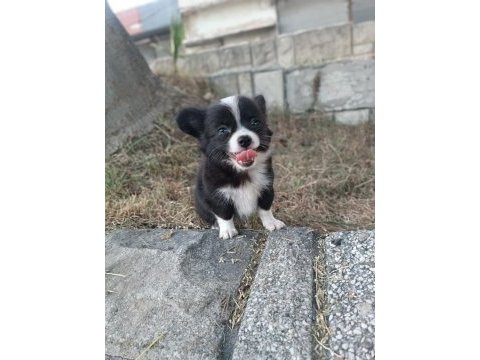 Minicik mutluluk teacup şivava yavruları