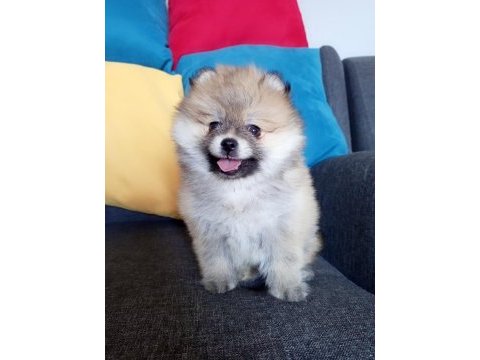 Bu pomeranian yavrular kaçmaz