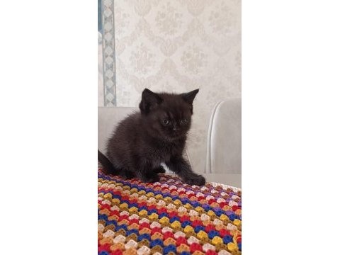 Mama ve kum eğitimleri tamam kediler