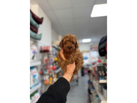 Birbirinden sevimli toy poodle