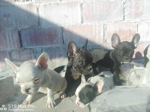 French bulldog yavrularımıza yuva arıyoruz