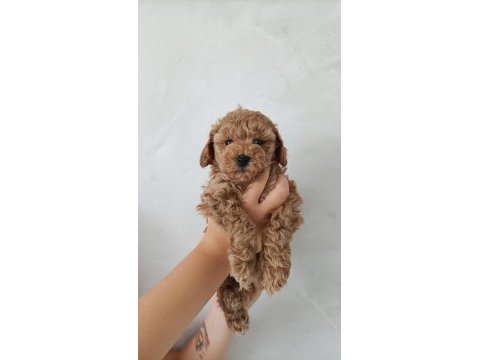 Üreticiden maltipoo yavruları