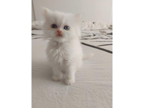 Safkan british shorthair yavruları