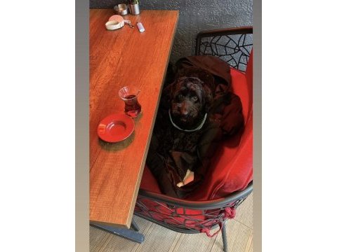 Maltipoo 2 yaşında