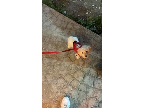 3 aylık yavru köpeğimiz