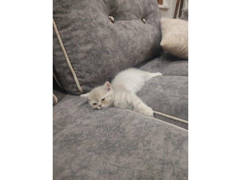 British shorthair yavrular