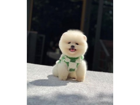 Orijinal pomeranian boo