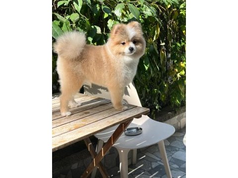 Pomerian boo yavrumuz