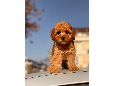 Red toy poodle yavrular