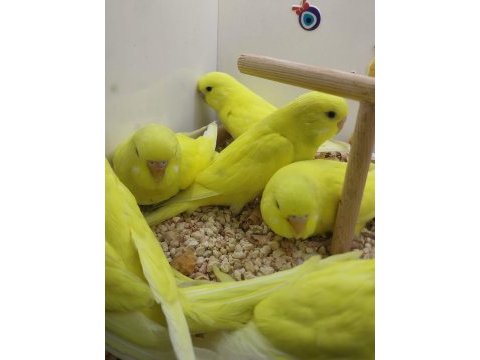 Yavru muhabbet kuşları