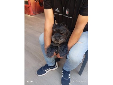 Köpeğimizi eşleştirmek istiyoruz