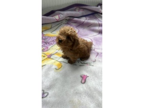 2 aylık poodle köpeği