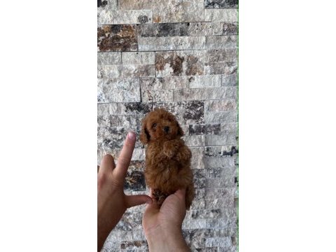 Biblo güzelliğinde red brown teacup poodle bebekler