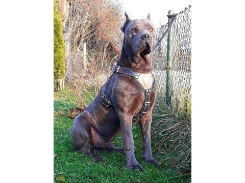 Cane corso yavruları mükemmel arayanlara
