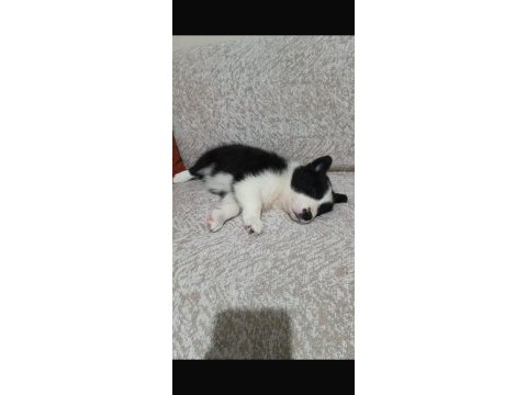Sağlıklı border collie yavrular