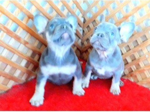 Compact lilac and tan quad french bulldog yavrular izmir