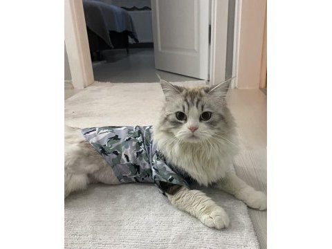 British longhair kediler