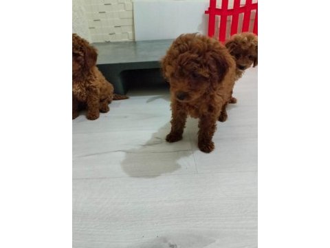 Şecereli red brown kore toy poodle yavruları