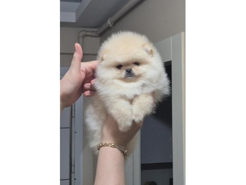 Üst kalite teacup orijinal ırk erkek pomeranian