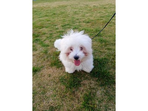 6 aylık erkek maltese terrier aşıları tam eğitimli