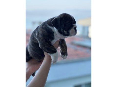 A kalite ingiliz bulldog bebek