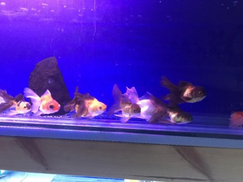 Bu fırsatı kaçırma oranda balığı