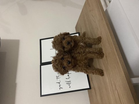 Kore toy poodle dişi yavrularım
