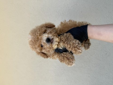 Kore kan maltipoo 