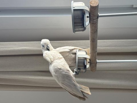 7 aylık çipli kayıtlı ve aşılı kakadu çifti