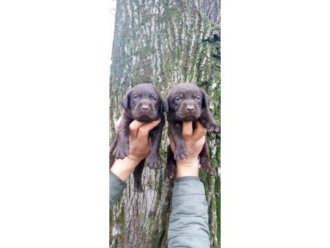 Labrador yavru köpeklerim