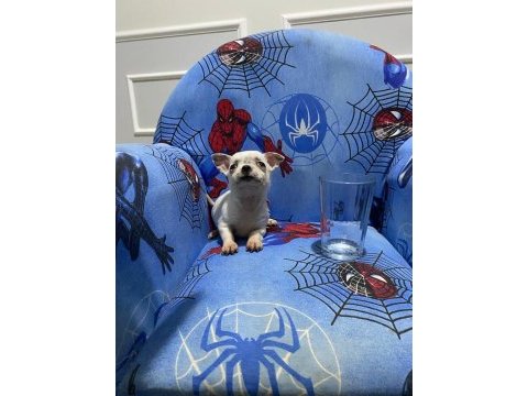 Chihuahua yavruları
