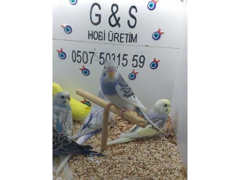 Yavru muhabbet kuşları