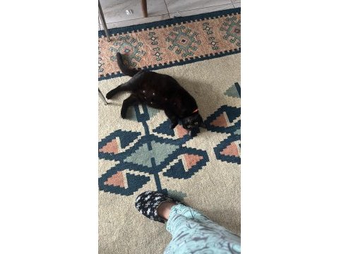 Tamamen ücretsiz dişi british shorthair