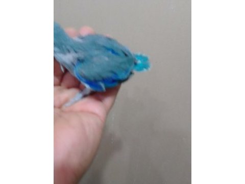 Erkek bebek forpus cep papağanı