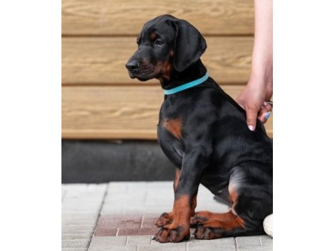 Safkan doberman yavrusu