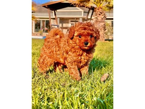 Hipoalerjanik toy poodle bebeklerim