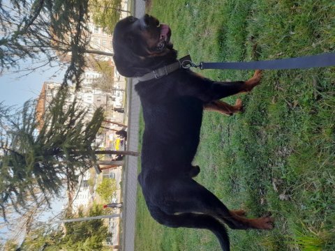Safkan 1.5 yaşında rottweiler