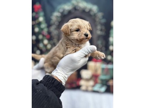 Korea premium maltipoo puppies