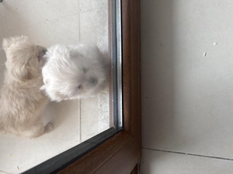 Minik pamuk pekinez köpekler