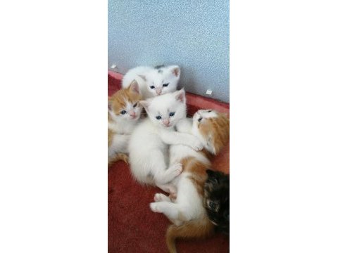Satılık cins yavru british shorthair