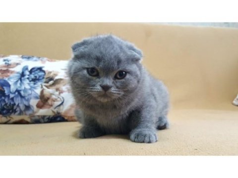 A kalite british shorthair yavrular sahiplendirilecektir