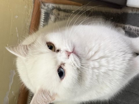 3 yaşında odd eyes dişi kedimiz