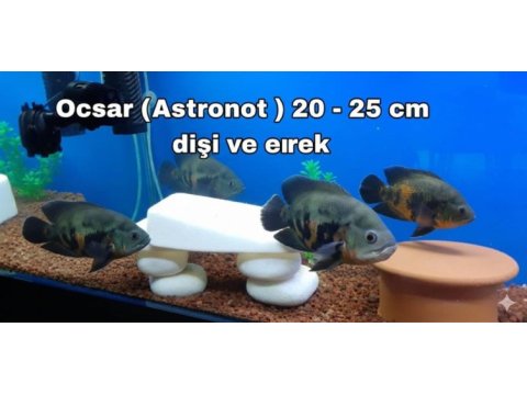 Oscar artık akvaryuma sığmaz oldu