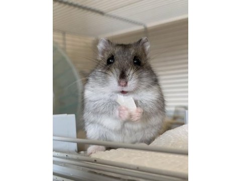 Birbirinden tatlı syrian hamsterlar