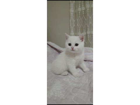 Üst düzey british shorthair bebekler