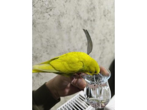 Yetişkin yavru muhabbet kuşları
